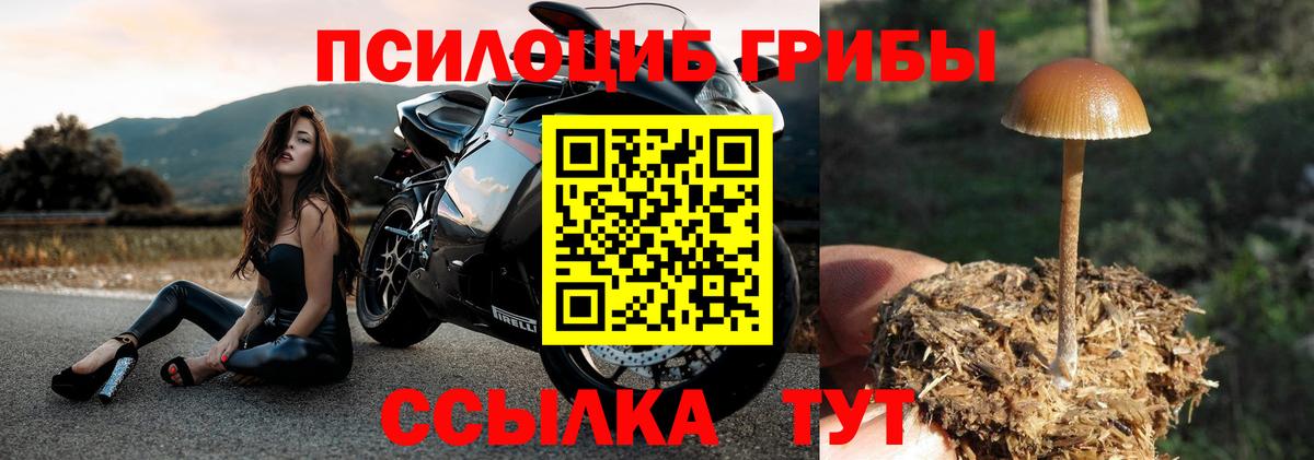 Псилоцибиновые грибы Cubensis Кириши